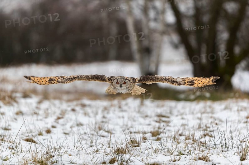 One Siberian Eagle Owl (Bubo bubo sibiricus) flying over a snowy meadow at the edge of a a forest