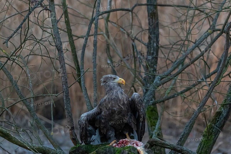 One white-tailed eagle (Haliaeetus albicilla) sitting on a small hammock feeding on a common carp. Fall foliage in late light in the background
