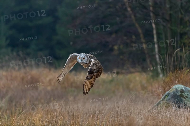 One Siberian Eagle Owl (Bubo bubo sibiricus) flying over tall reed grass lakeshore on an autumnal misty cold morning