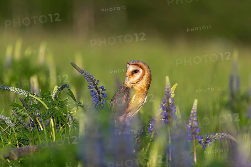 One barn owl (Tyto alba) sitting on a branch lying in a field of flowering lupines in late evening light