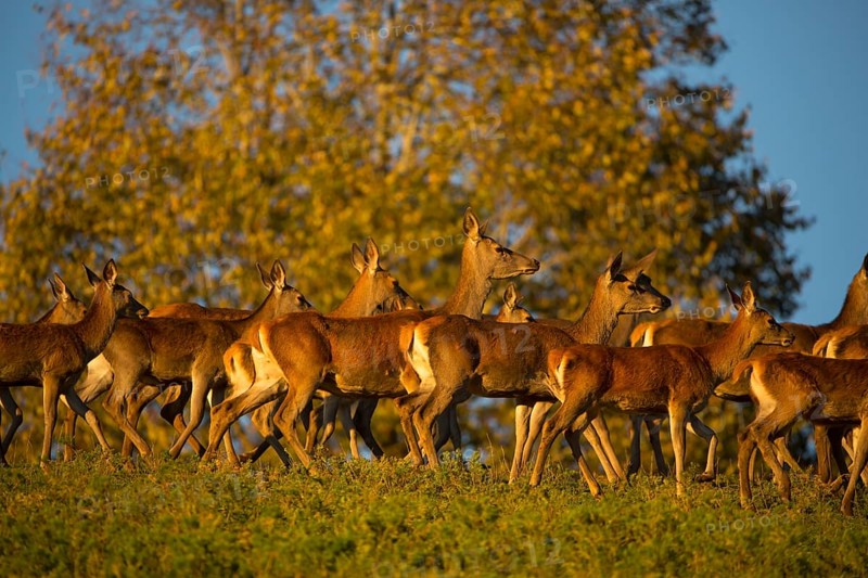 A herd of female red deer standing on a meadow in sweet evening light