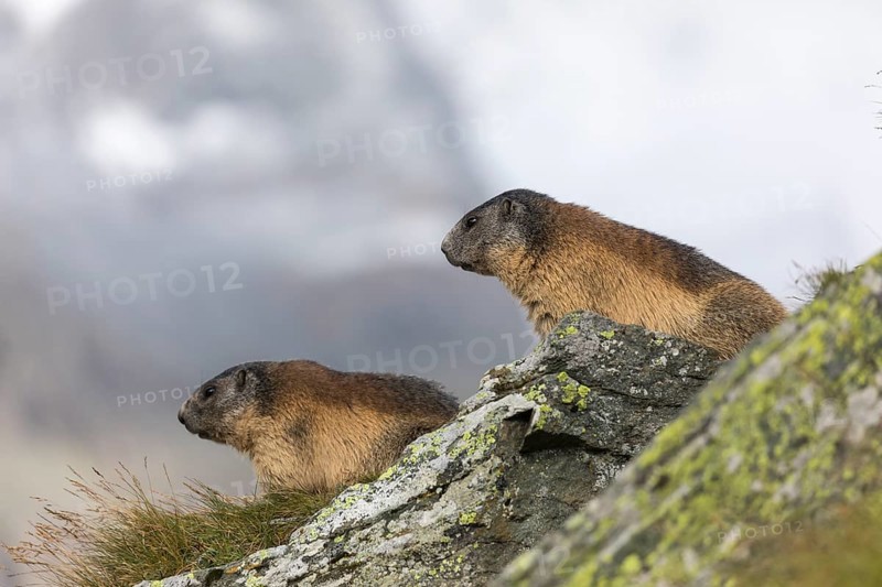 Two Alpine Marmots, Marmota marmota, standing on a rock with green grass, mountains in the distant background with grey sky, Grossglockner high alpine road, Hohe Tauern National Park