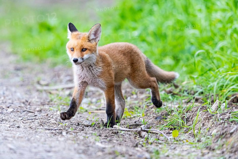 Fox (Vulpes vulpes) puppy Germany