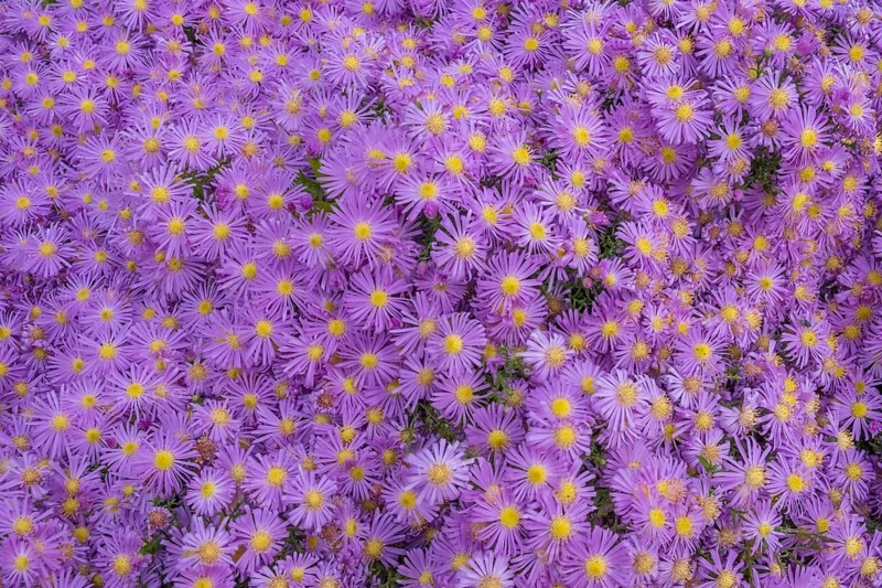 Cushion aster (Aster dumosus), Münsterland, North Rhine-Westphalia, Germany, Europe