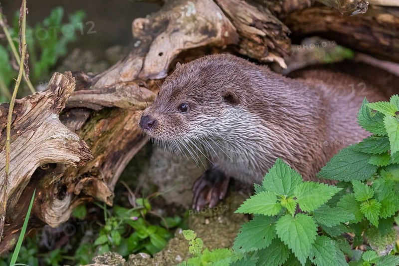 One Eurasian otter (Lutra lutra) resting on the pebbles of a river bank underneath a root of a rotten tree and watching something