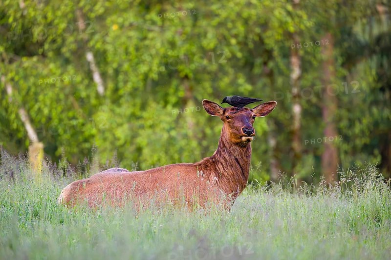 A female wapiti (Cervus canadensis) rests in a green meadow in the early morning. A western jackdaw (Coloeus monedula) stands on the head of the wapiti and pecks for insects