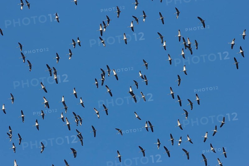 Cranes (Grus grus) in flight, North Rhine-Westphalia, Germany, Europe