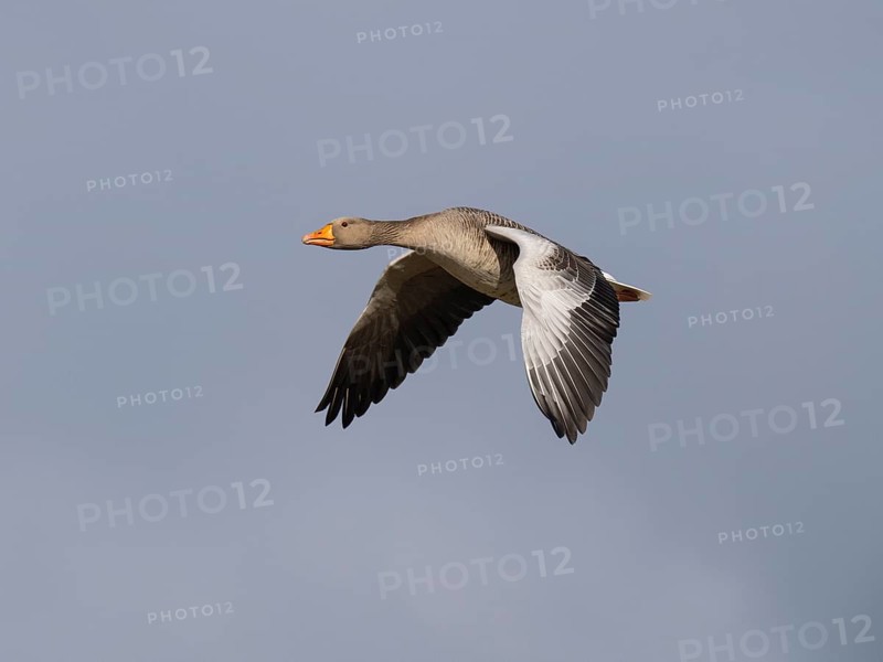 Graugans (Anser anser), zwei Vögel im Flug, über dem Naturschutzgebiet Mokbaai, auf der Insel Texel, Holland