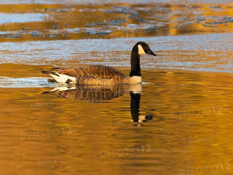 Canada goose (Branta canadensis), adult bird, swimming across a partially frozen lake with its reflection in the water, in late evening winterly light, Hesse, Germany, Europe