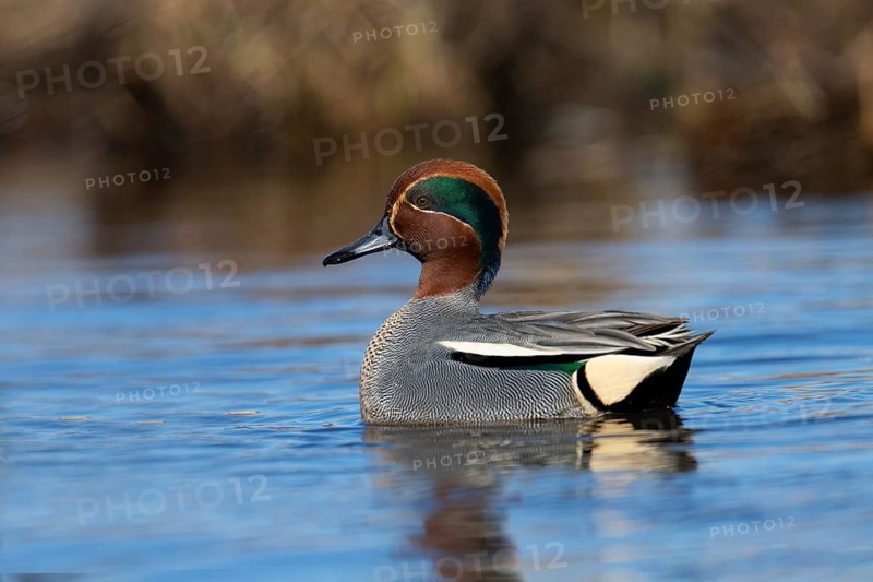 Teal, Creeping Teal or Quail Duck (Anas crecca), Sweden, Europe