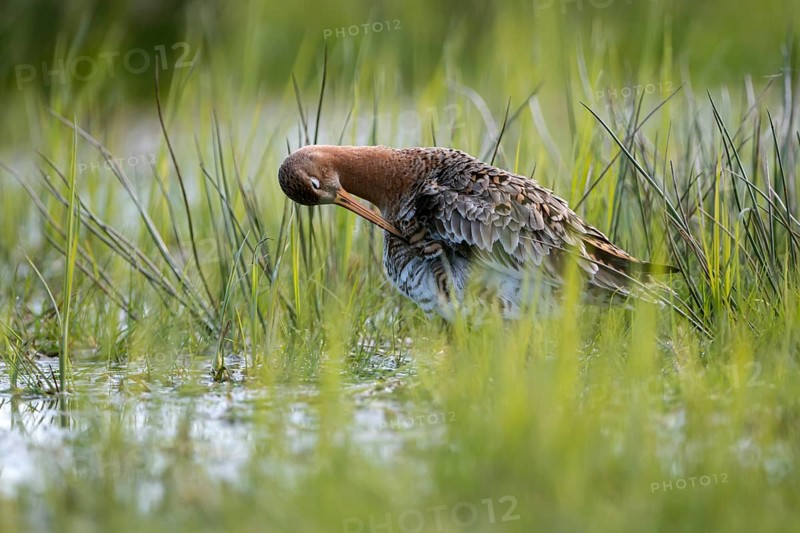 Black-tailed godwit (Limosa limosa), preening itself, plumage care, in a wet meadow, backlit, Ochsenmoor, Dümmer, Lemförde, Lower Saxony, Germany, Europe
