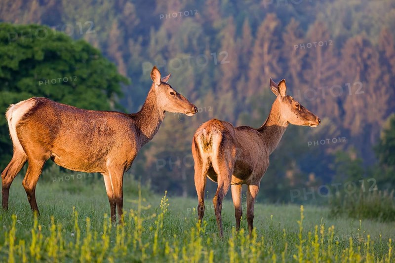 Two Altai maral hinds, Altai wapiti or Altai elk (Cervus canadensis sibiricus) stand in a meadow in the very first light of the day