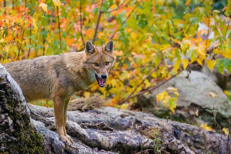 One golden jackal (Canis aureus) stands on a fallen tree trunk. Behind him is a tree in intense autumn colours