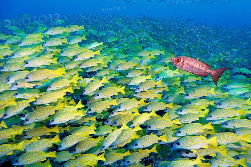 School of fish Blue-striped snapper (Lutjanus kasmira), Indo-Pacific bigeye perch, (Priacanthus hamrur), Tuamotu Archipelago, French Polynesia, South Pacific, Pacific Ocean, Oceania
