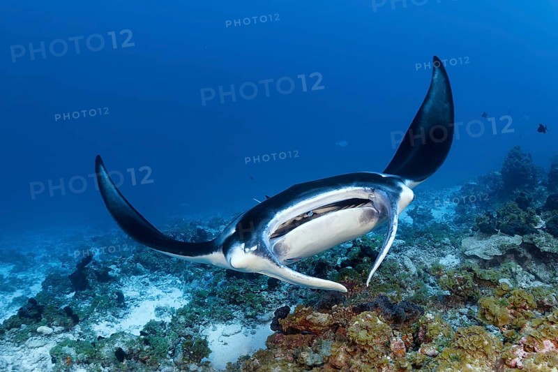 Reef Manta (Manta alfredi), from front, frontal, swimming on coral reef above cleaning station, Tuamotu Archipelago, French Polynesia, South Pacific, Pacific Ocean, Oceania