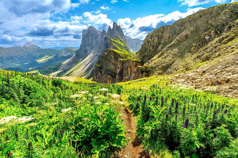 Scenic hiking path amidst lush wildflowers, leading towards the impressive seceda peaks in the dolomites, italy, under a vibrant summer sky