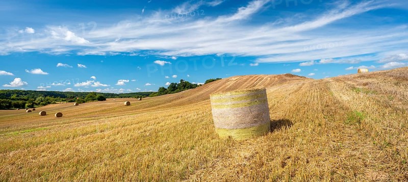 Typical hilly landscape with copses, stubble field with round straw bales, summer landscape under a blue sky with cumulus and veil clouds, terminal moraine landscape, Schorfheide-Chorin Biosphere Reserve, Uckermark, Brandenburg, Germany, Europe