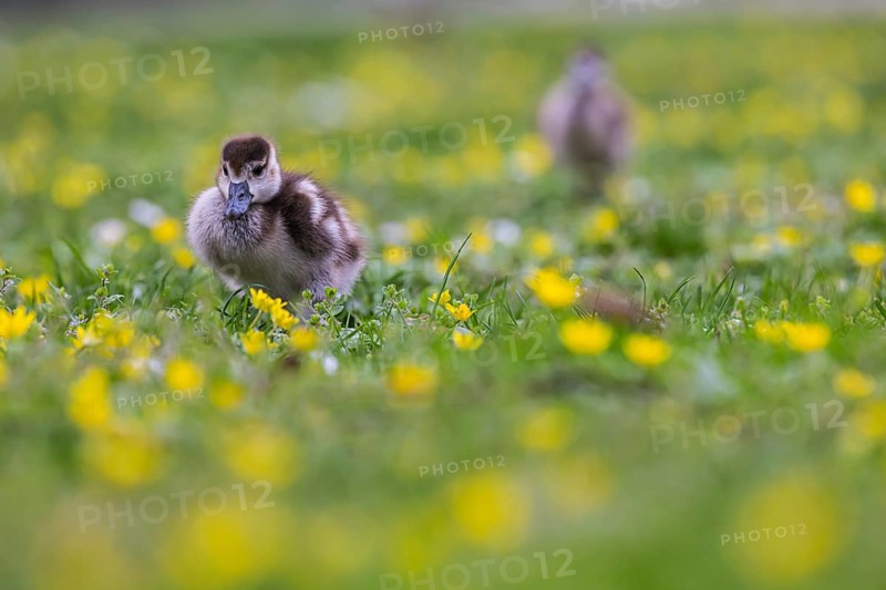 Chicks of the Nile Goose (Alopochen aegyptiaca) freshly hatched, park in spring with spring flowers. Baden-Württemberg, Germany, Europe