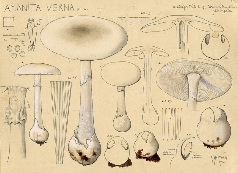 Mushroom, Mushrooms, Spring Button mushroom, Amanita verna, syn. Amanita decipiens, Amanita verna var. decipiens, authentic reproduction of an illustration by Hans Walty (1868-1948) from about 1915, historical