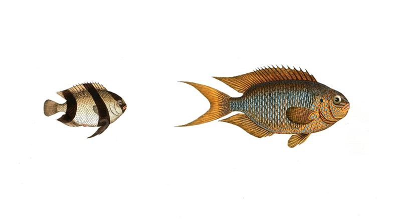 Fish, fishes, left: Genus butterflyfish, butterflyfish, Chaetodon aruanus, the Schwartzkopf. right: genus butterflyfish, Chaetodon pavo, the Indian peacock, Historical, digitally restored reproduction from a 19th century original, Record date not stated