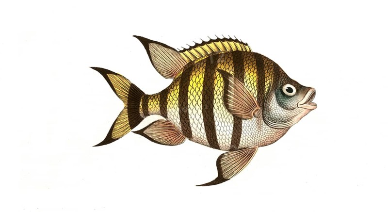 Fish, Fishes, Genus Butterflyfish, Butterflyfish, Chaetodon marginatus, the bordered clifffish, Historical, digitally restored reproduction from a 19th century original, Record date not stated