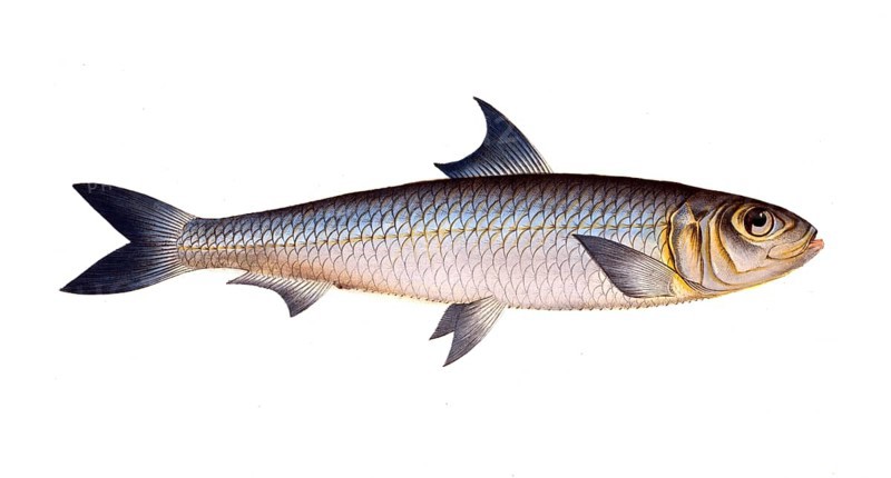 Fish, Fish, Fish genus Herring, Clupea pilchardus, Sardina pilchardus, Atlantic or European sardine, European pilchard, Historical, digitally restored reproduction from a 19th century original, Record date not stated