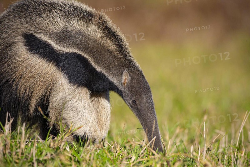 Giant anteater (Myrmecophaga tridactyla) Pantanal Brazil