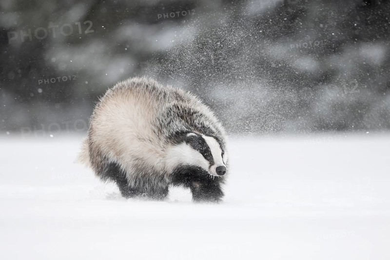 Badger in the snow, Wittlich, Rhineland-Palatinate, Germany, Europe