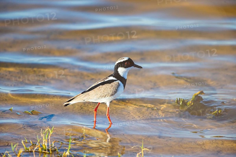 Cayenne plover (Vanellus cayanus) Pantanal Brazil