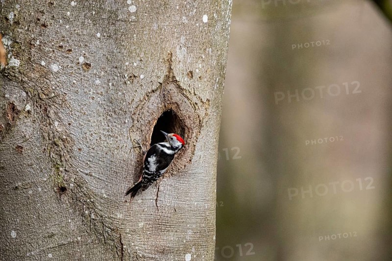 Middle spotted woodpecker (Dendrocopus medius) Germany