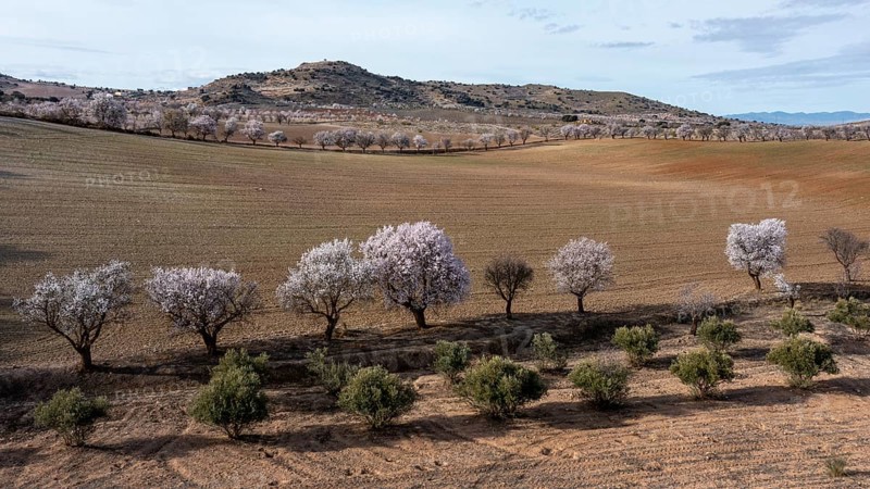 Aerial view, blossoming almond trees, plantation, Andalusia, Spain, Europe
