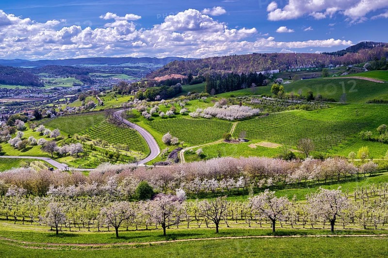 Cherry trees in bloom in a hilly landscape, Sissach, Canton Basel-Landschaft, Switzerland, Europe