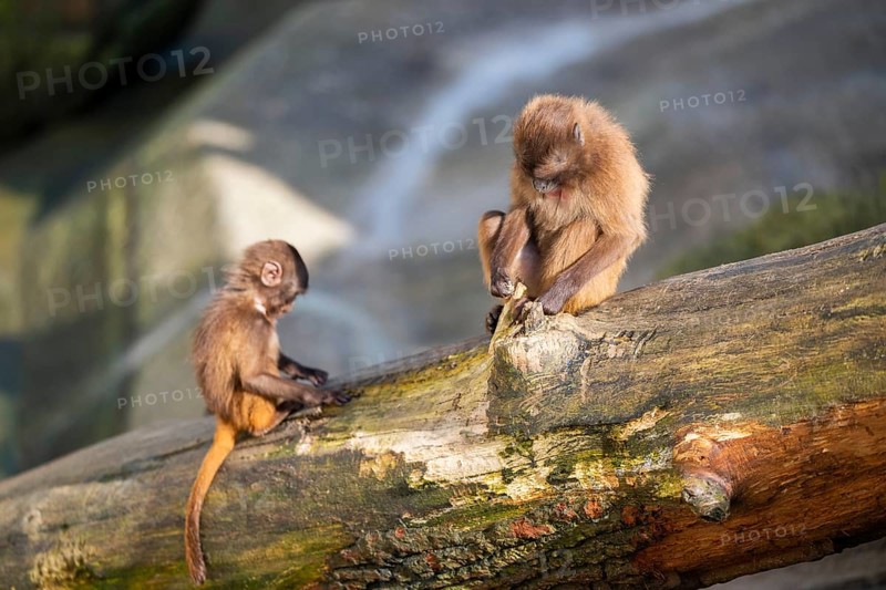 Gelada (Theropithecus gelada) mother with her youngster sitting on a tree trunk, captive, Germany, Europe