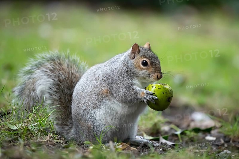 Grey squirrel (Sciurus carolinensis) adult animal feeding on a Walnut tree nut in the winter, England, United Kingdom, Europe