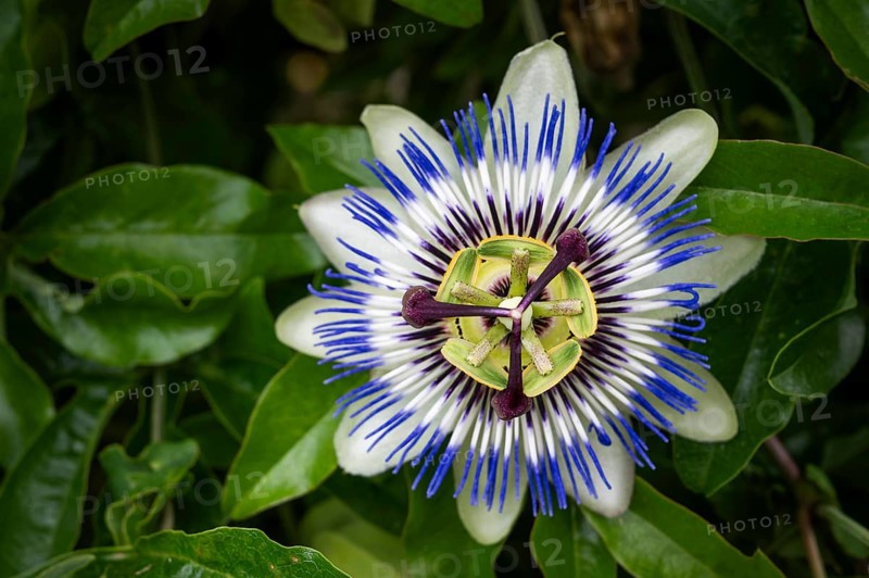 Top view of an exotic, blue-violet passion flower (Passiflora), Royal Botanic Gardens (Kew Gardens), UNESCO World Heritage Site, Kew, Greater London, England, United Kingdom, Europe