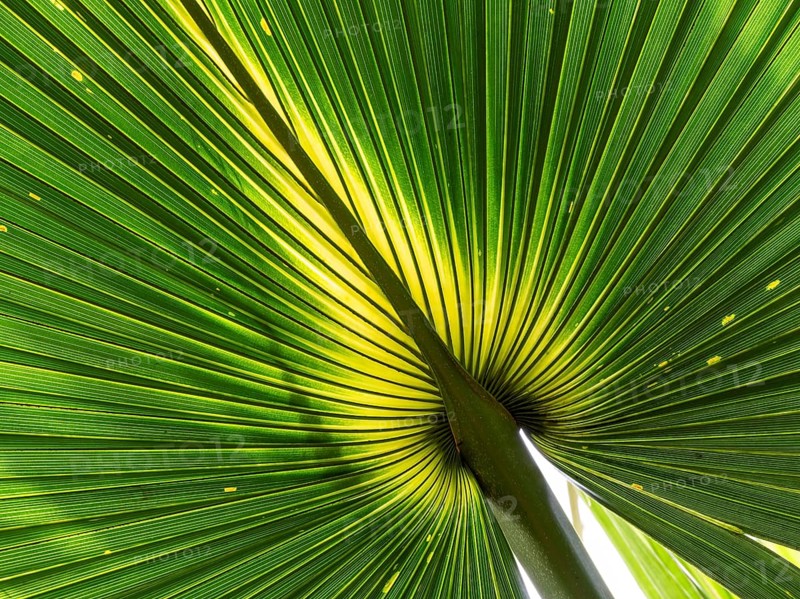 Close-up of a palm leaf, Royal Botanic Gardens (Kew Gardens), UNESCO World Heritage Site, Kew, Greater London, England, United Kingdom, Europe