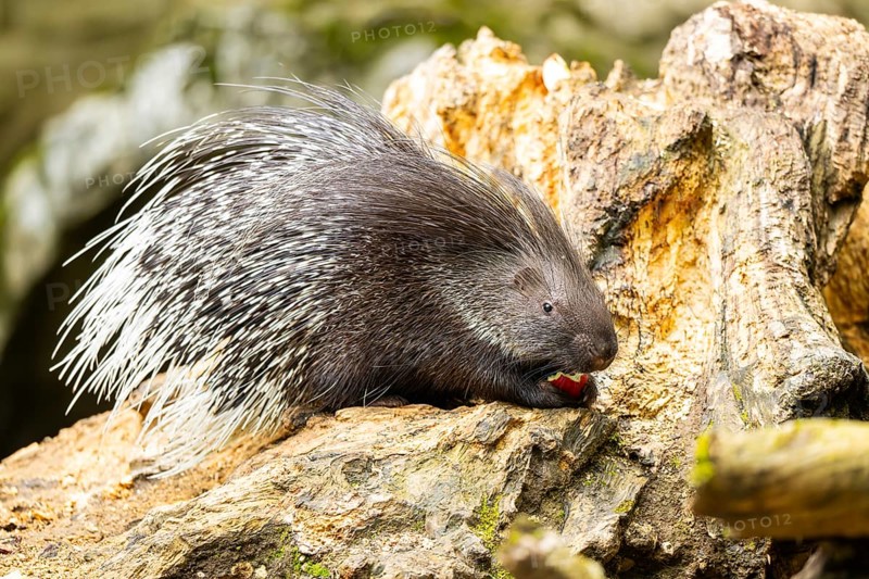 Old World porcupines (Hystrix cristata), Germany, Europe
