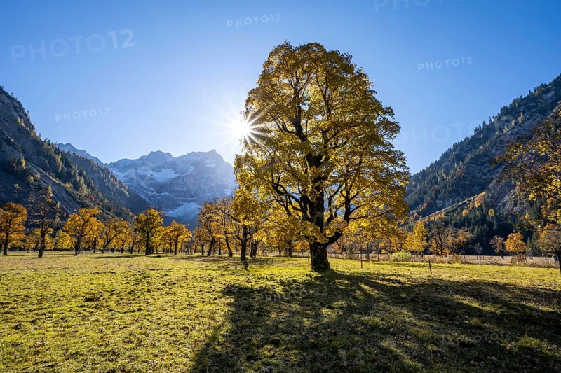 Sycamore maple with autumnal yellow foliage and Solaster endeca, large maple base in autumn, rocky mountain peaks with Spritzkarspitze in the background, Rißtal in the Eng, Tyrol, Austria, Europe