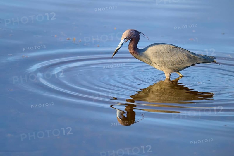 Great Blue Heron (Egretta caerulea), walking and reflecting in the water, Black Point Wildlife Drive, Titusville, Florida, USA, North America