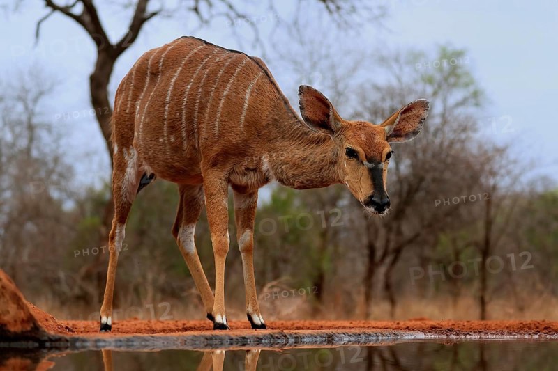 Nyala (Tragelaphus angasii), adult, female, at the water, Kruger National Park, Kruger National Park, Kruger National Park South Africa