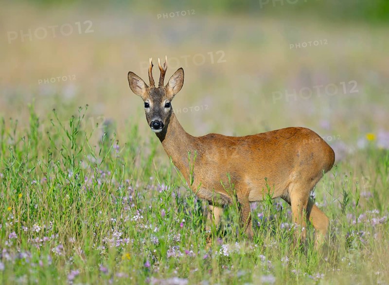 Roe deer (Capreolus capreolus), roebuck standing in a colourful spring meadow with clover (Trifolium), wildlife, Thuringia, Germany, Europe
