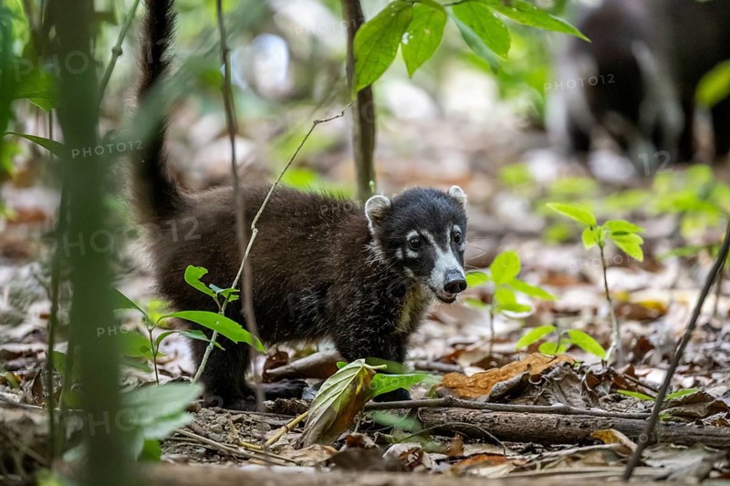 White-nosed coati (Nasua narica), adult, in the rainforest, Corcovado National Park, Osa, Puntarena Province, Costa Rica, Central America