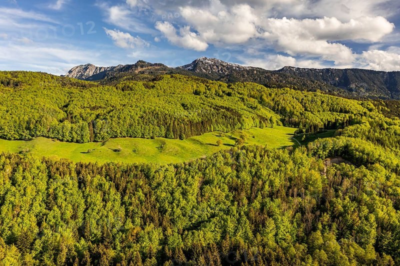 Aerial view of a mountain forest in front of mountains in spring, sunny, Ohlstadt, view of Herzogstand and Heimgarten, Alpine foothills, Upper Bavaria, Bavaria, Germany, Europe