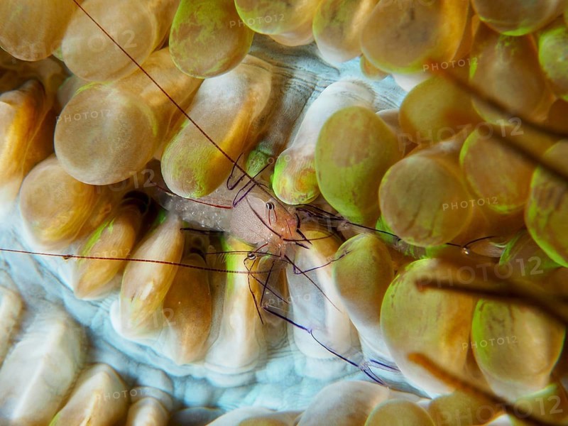 Philippine bubble coral shrimp (Palaemonella philippinensis) on a bubble coral, dive site Prapat, Penyapangan, Bali, Indonesia, Asia