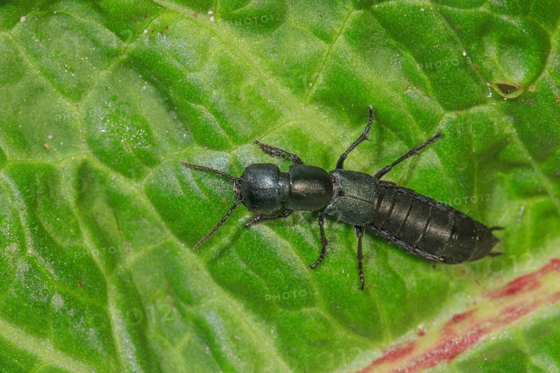 Devil's coach-horse beetle (Ocypu olens) crawling on a green leaf in nature, Baden-Württemberg, Germany, Europe