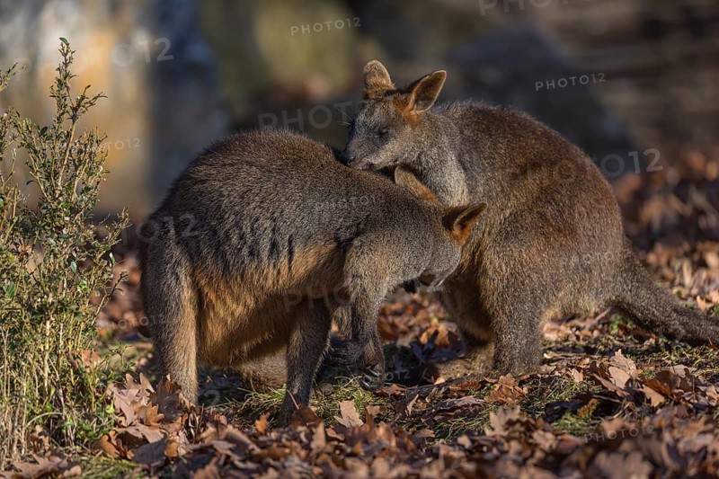 Two swamp wallaby (Wallabia bicolor) next to a bush in early morning light