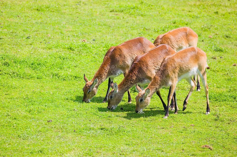 A group of four female Lechwe Waterbucks, Kobus leche, graze on a green meadow