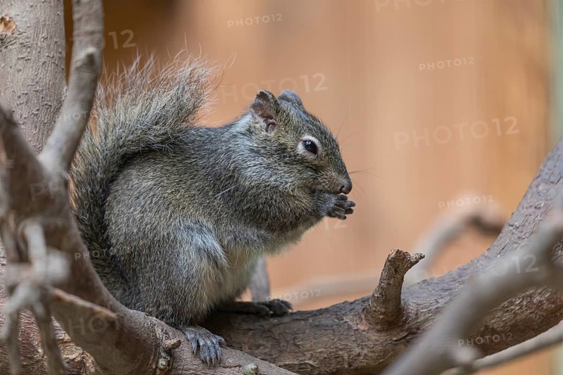 One Père David's rock squirrel (Sciurotamias davidianus), also known as the Chinese rock squirrel sitting on a branch, feeding
