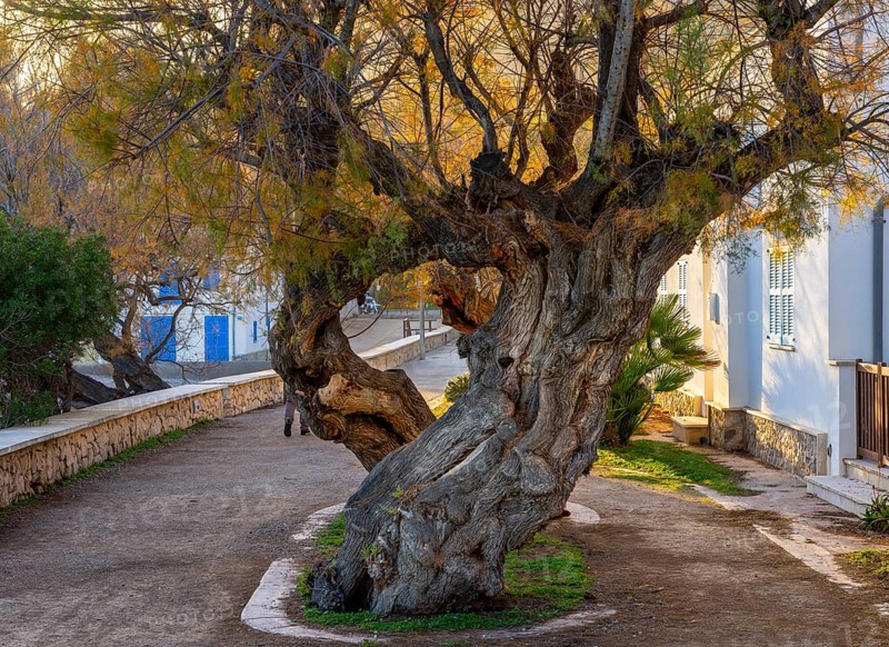 Crooked tree trunk of a cypress, Cala Rajada, Majorca, Spain, Europe