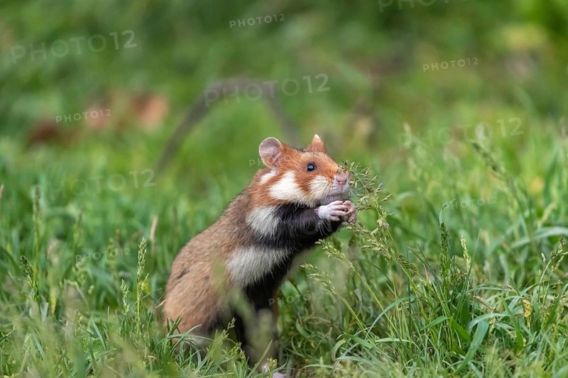 One European hamster (Cricetus cricetus), Eurasian hamster, black-bellied hamster or common hamster, standing tall in high grass, trying to get some food